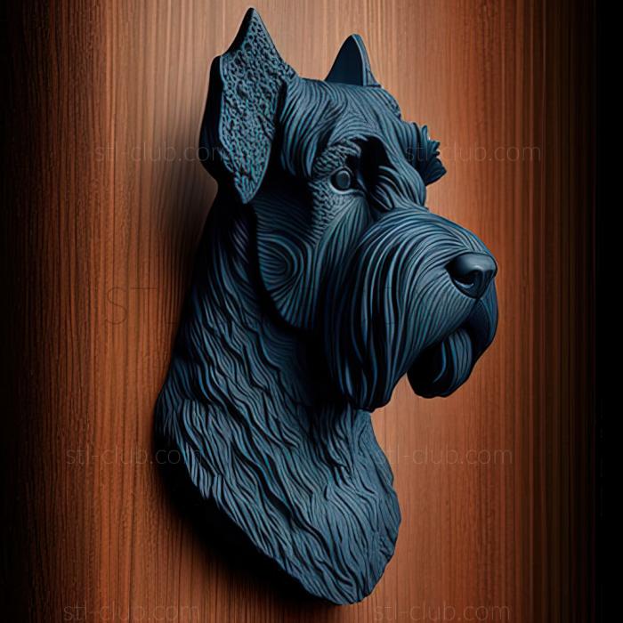 st Kerry Blue Terrier dog